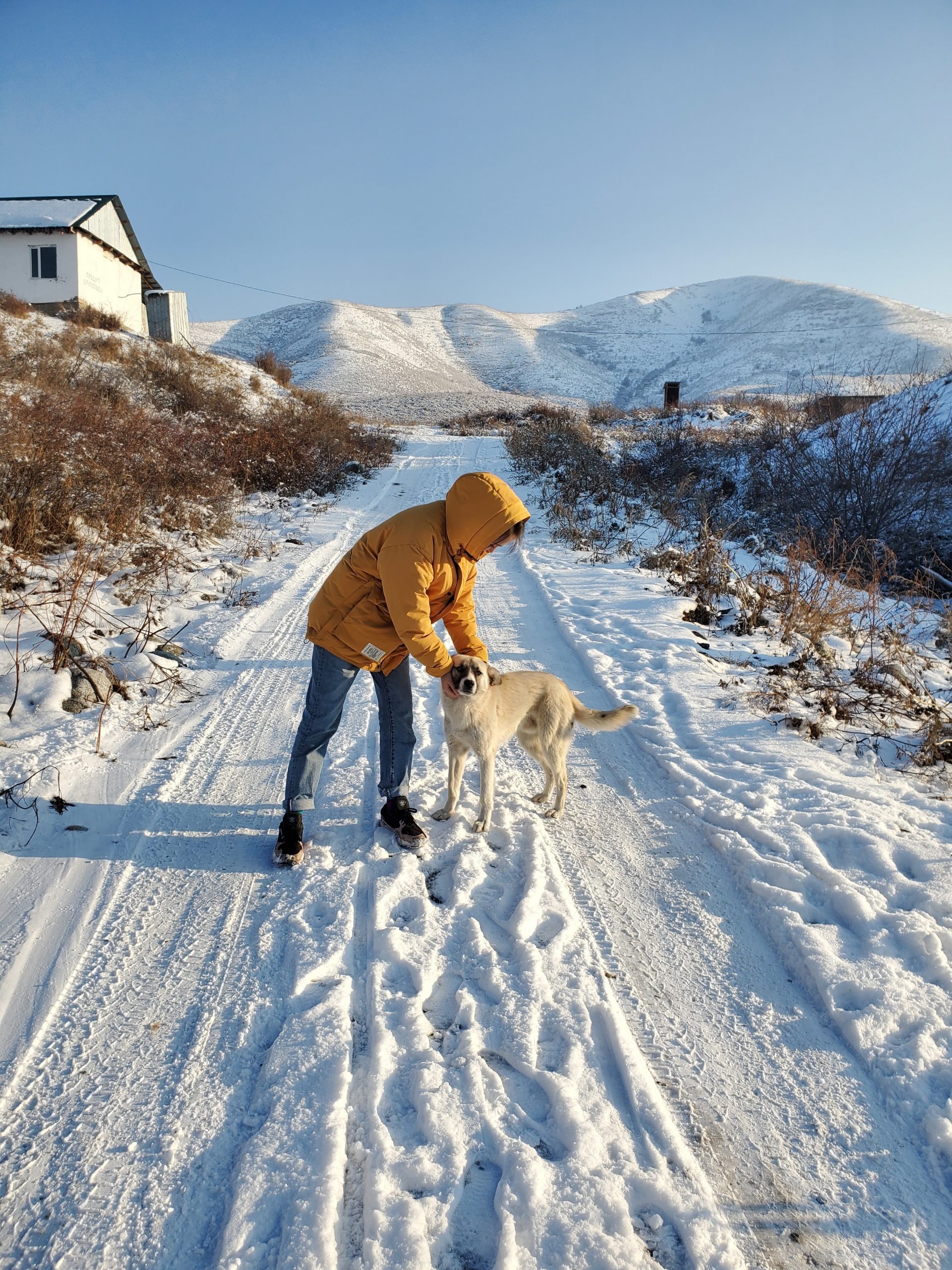 dog walk any weather