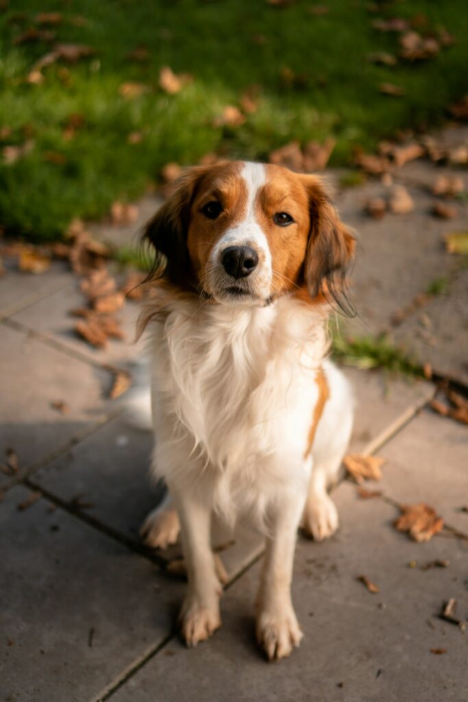Dog Walking Services