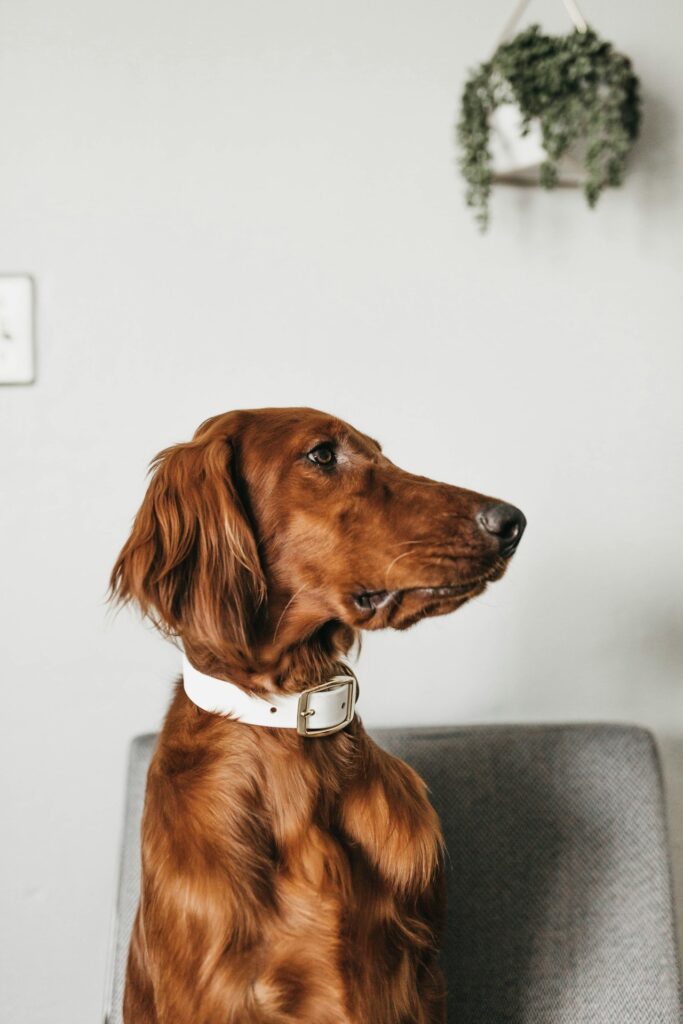 Dog Sitting Services