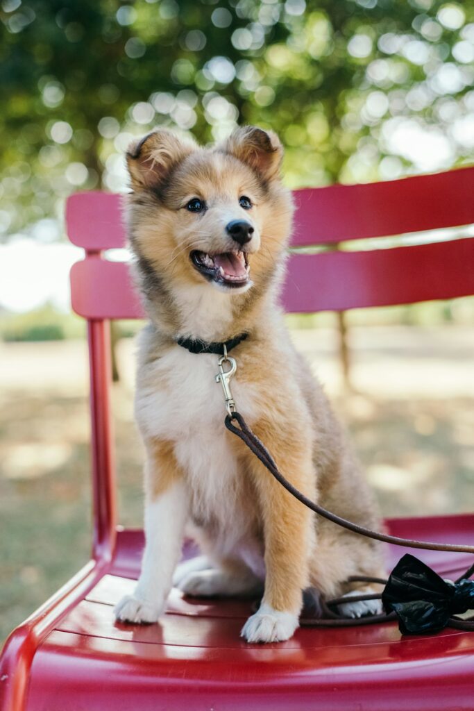 Dog Care Services